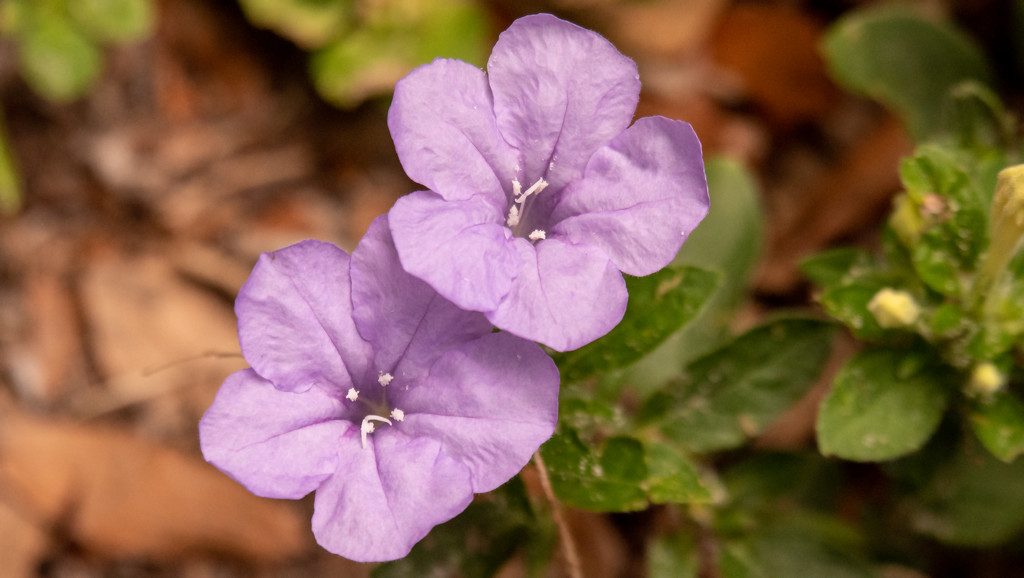Purple Flowers! by rickster549