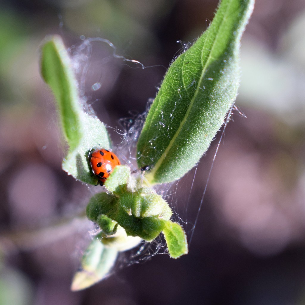 Ladybug by sandlily