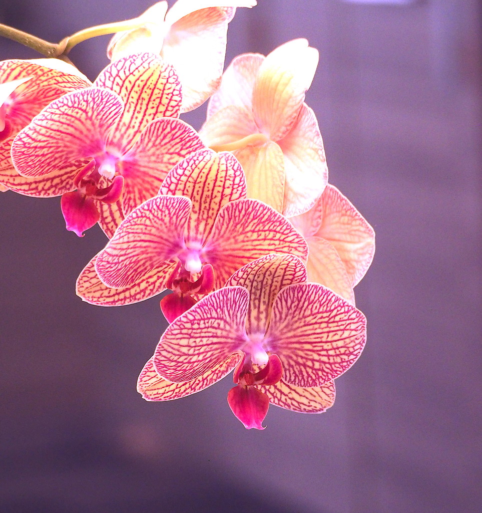 Orchids in Pink by redy4et