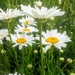 More Shasta Daisies by harbie