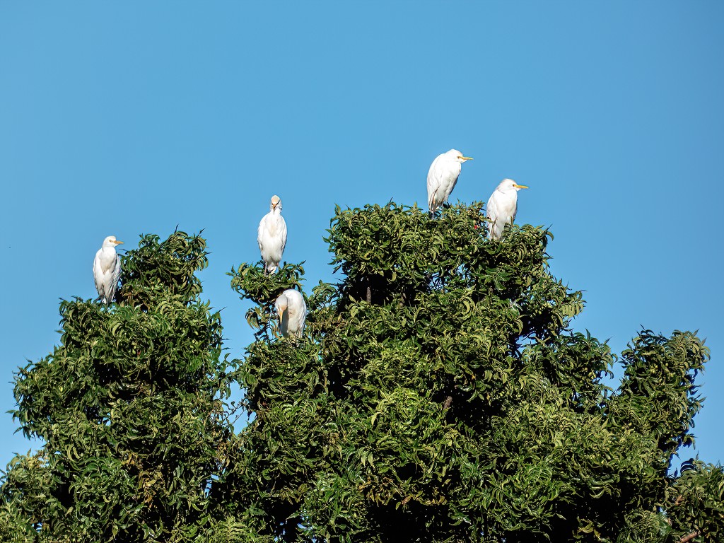 Egrets enjoying the sun by ludwigsdiana