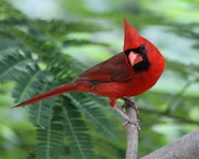 23rd Jun 2020 - Cardinal Red