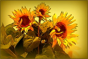 24th Jun 2020 - More sunflowers