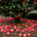 Ring of Camellias by jeneurell