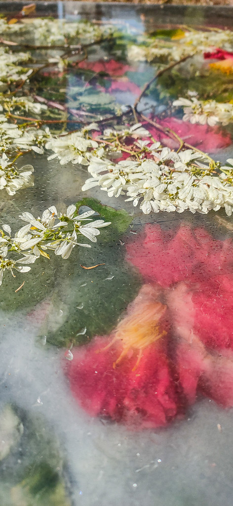 Flowers-under-perspex-web by jeneurell