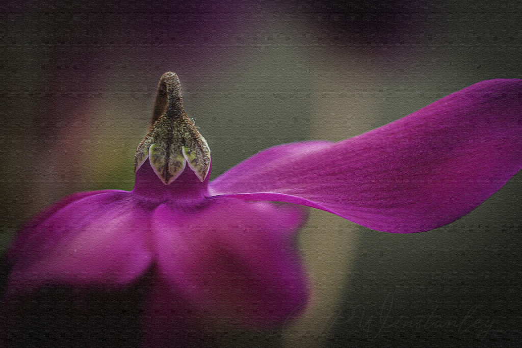 Cyclamen on Canvas by kipper1951