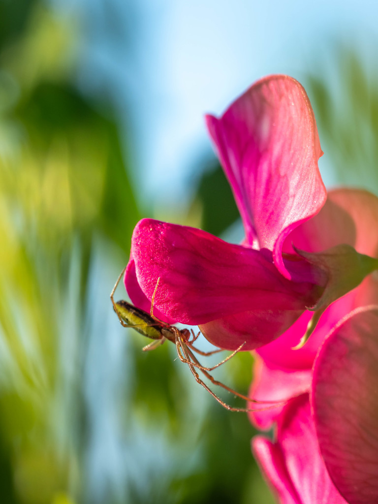 In searching for nectar drinkers by haskar