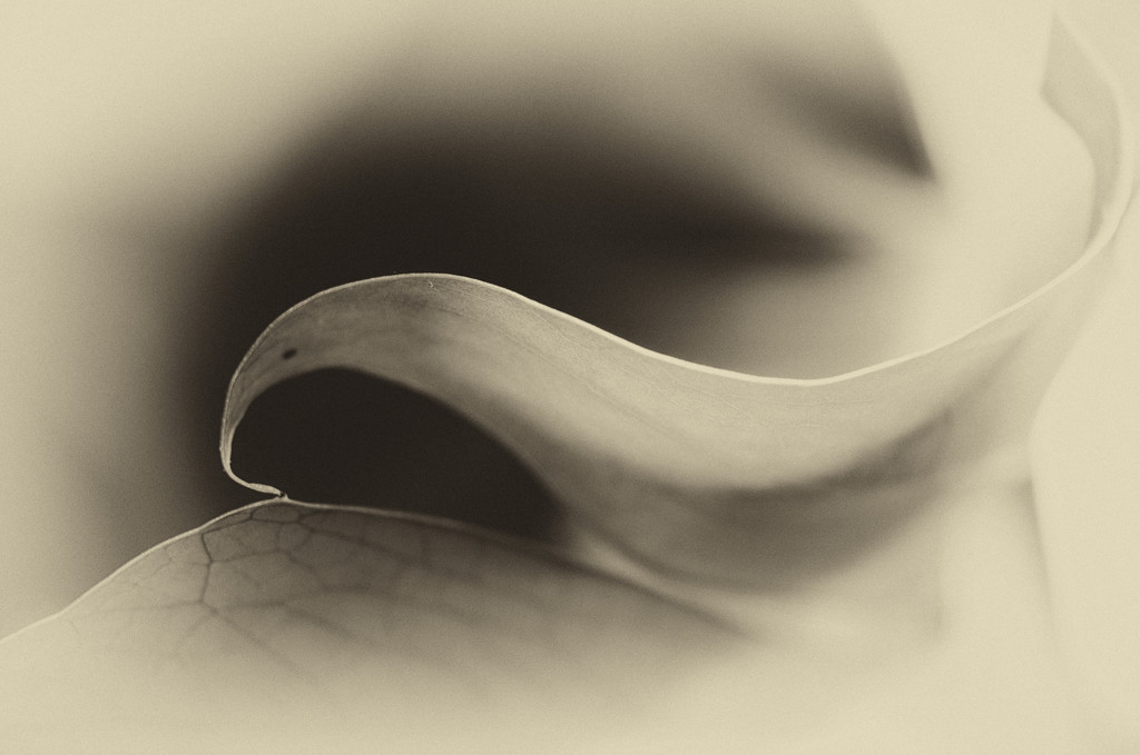 Leaf #1 by fbailey