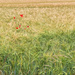Poppies in a field of green and gold by pamknowler