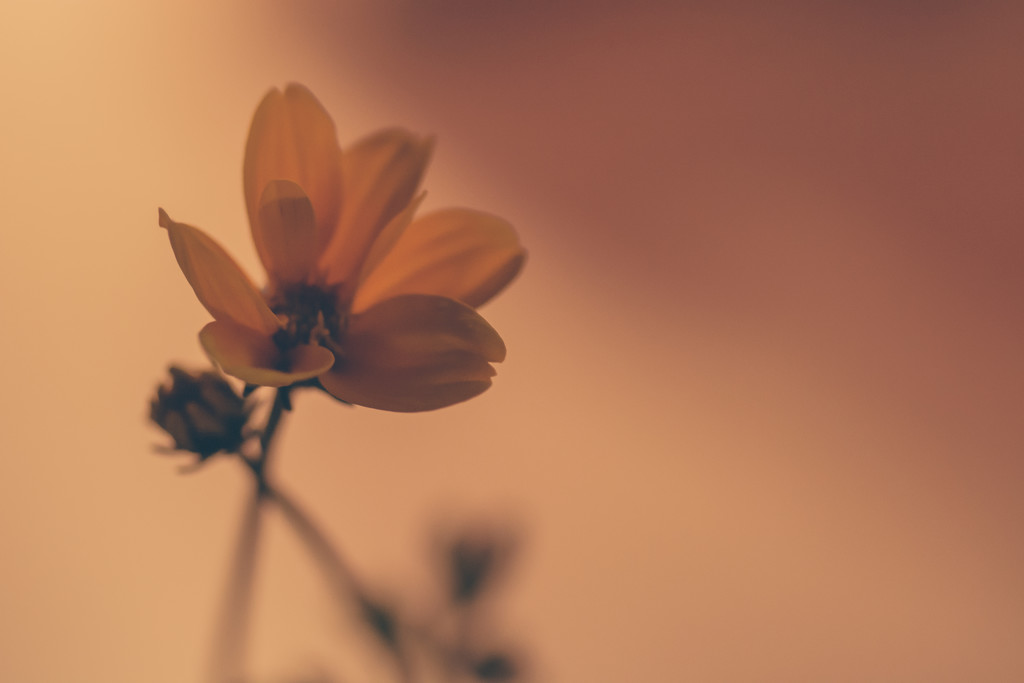 Coreopsis by jackies365