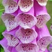 Foxglove by fishers