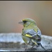 RK3_9481  Little greenfinch by rosiekind