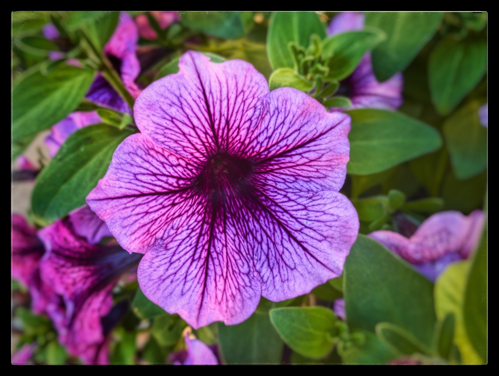 Purple flower close up by jeffjones