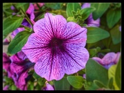 15th Jun 2020 - Purple flower close up
