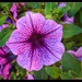 Purple flower close up by jeffjones