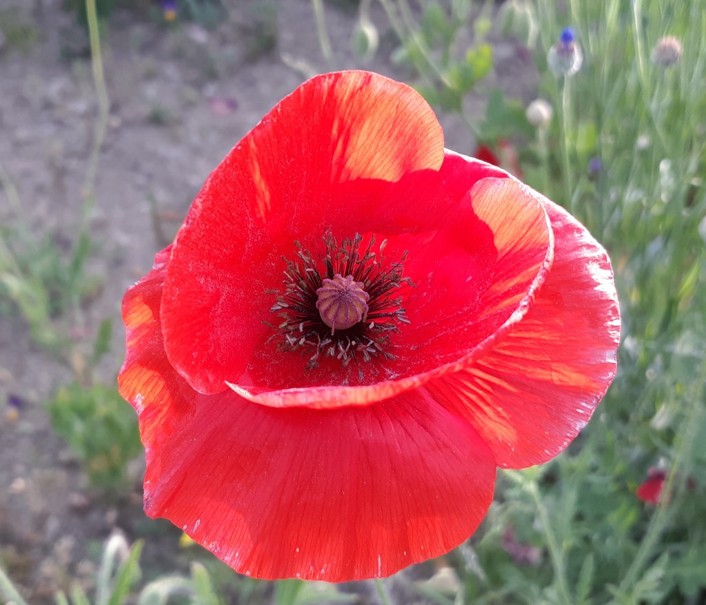 Poppy by julie