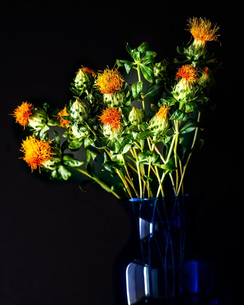 the whole bunch of safflowers by jernst1779
