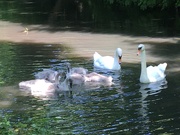 23rd Jun 2020 - Swans and Cygnets 