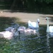 Swans and Cygnets  by cataylor41