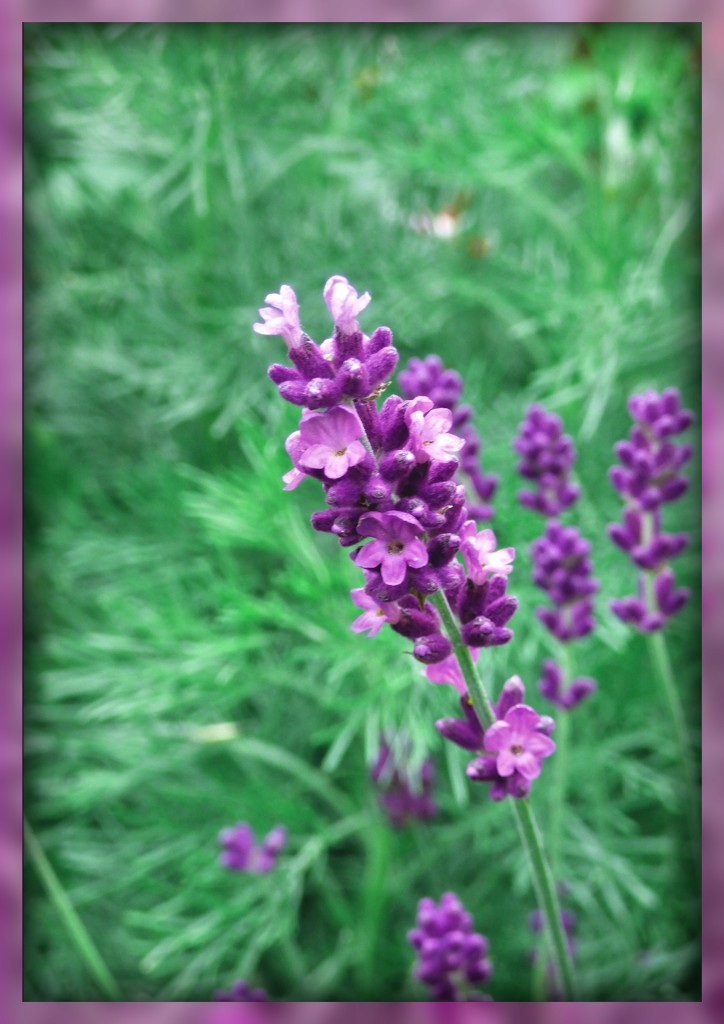 Lavender by beryl