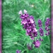Lavender by beryl