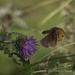 meadow brown in flight by helenhall