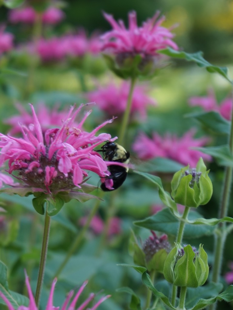 Bee balm and bee by tunia