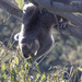 koalates by koalagardens