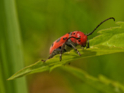 24th Jun 2020 - red milkweed beetle