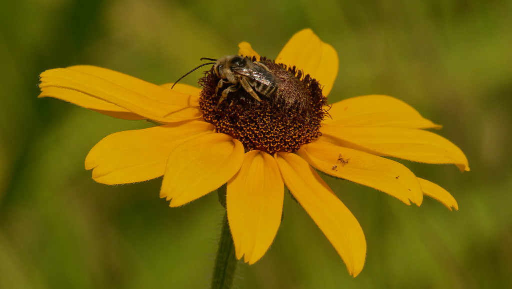 black-eyed susan with leafcutter bee by rminer