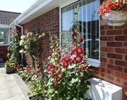 24th Jun 2020 - Our Front Border