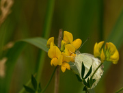 24th Jun 2020 - white cabbage butterfly
