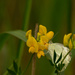 white cabbage butterfly by rminer