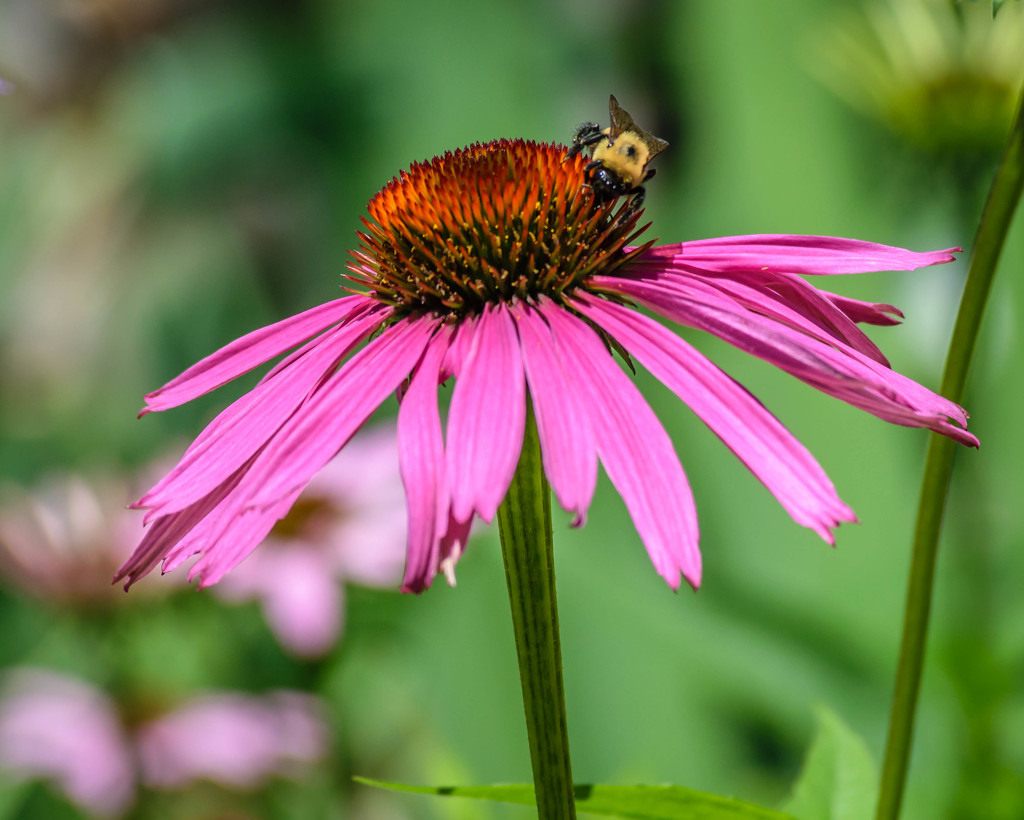 Cone Flower with Bee by marylandgirl58