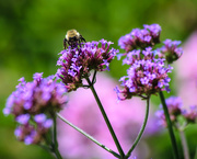 24th Jun 2020 - Bee-tween the Flowers