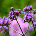 Bee-tween the Flowers by marylandgirl58