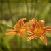 Orange Day Lily by lstasel