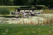 24th Jun 2020 - Lake Helen at the botanical garden