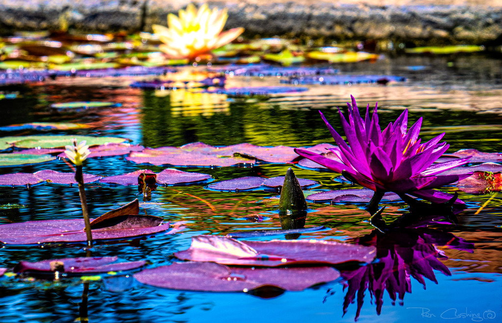 Down at the Water Lily Pond by stray_shooter