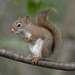 Young Red Squirrel by fayefaye