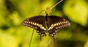 24th Jun 2020 - Palamedes Butterfly!