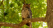 24th Jun 2020 - Found One of the Great Horned Owl's!