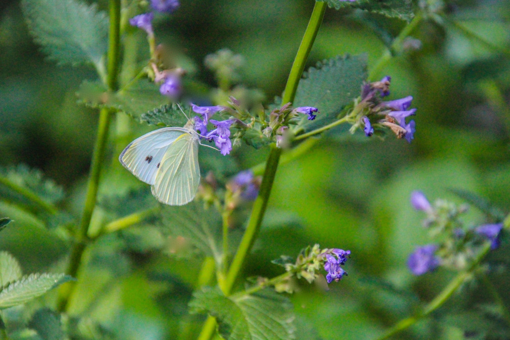 Cabbage White by mzzhope