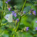 Cabbage White by mzzhope