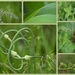 MFPIAC - Plants by genealogygenie