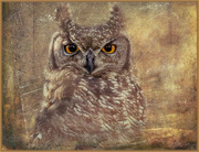 25th Jun 2020 - Spotted Eagle Owl 
