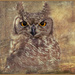 Spotted Eagle Owl  by ludwigsdiana