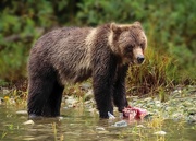 25th Jun 2020 - Grizzly with Salmon Lunch