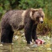 Grizzly with Salmon Lunch by shepherdmanswife