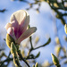 Magnolia Bud by nickspicsnz